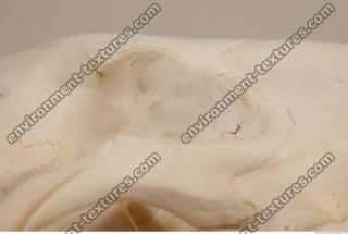 photo reference of skull 0014